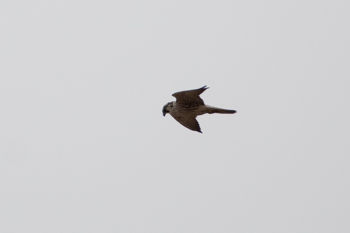 Peregrine Falcon (Eurasian) - ML614491696