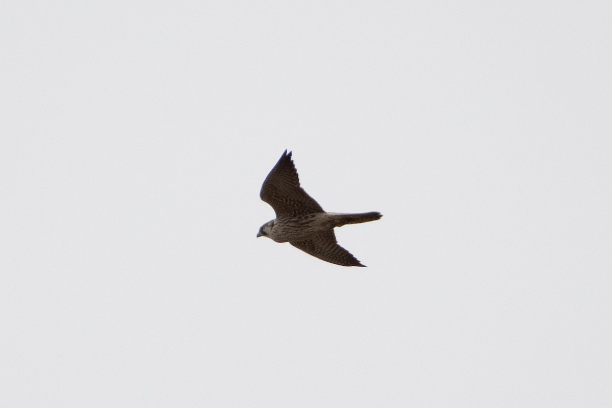 Peregrine Falcon (Eurasian) - ML614491697