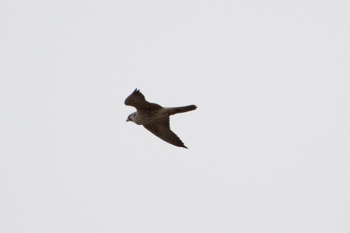 Peregrine Falcon (Eurasian) - ML614491698