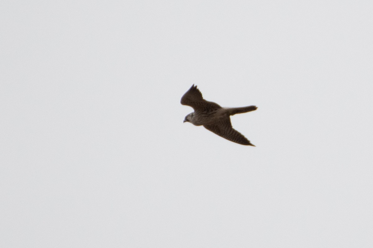 Peregrine Falcon (Eurasian) - ML614491699