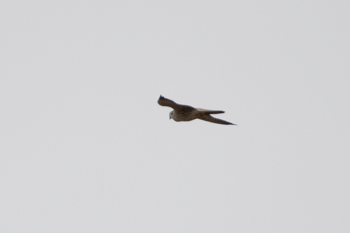 Belatz handia (eurasiarra) - ML614491700