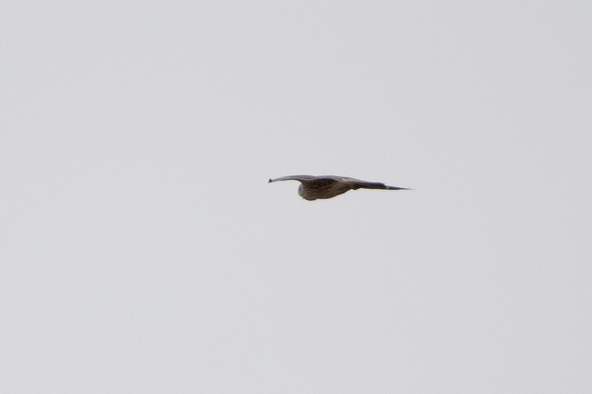 Belatz handia (eurasiarra) - ML614491701