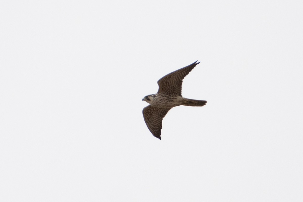 Halcón Peregrino (grupo peregrinus) - ML614491703