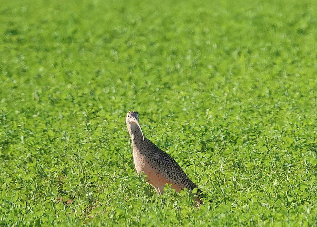 Long-billed Curlew - ML614491706