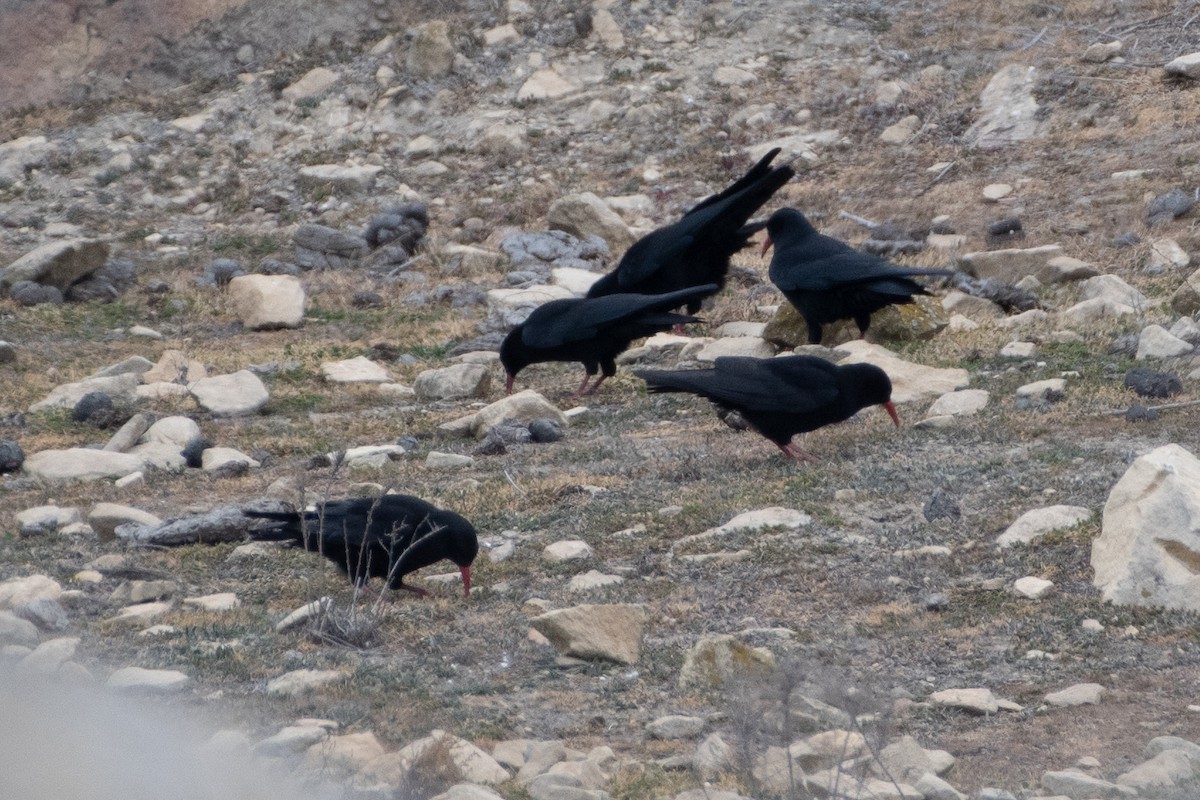 Red-billed Chough - ML614491721