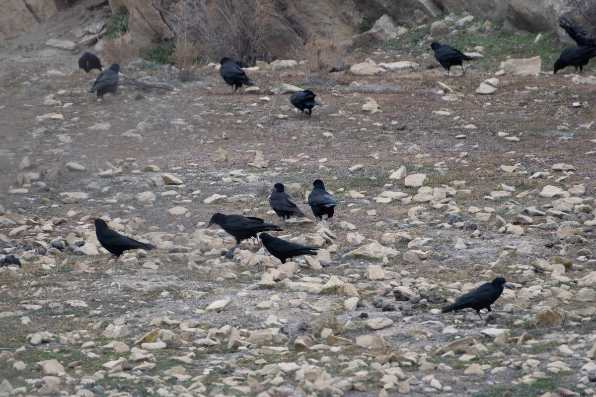 Red-billed Chough - ML614491724