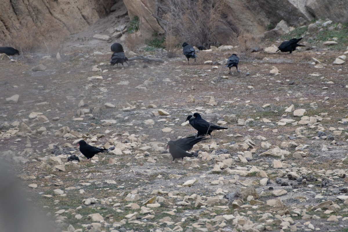 Red-billed Chough - ML614491726