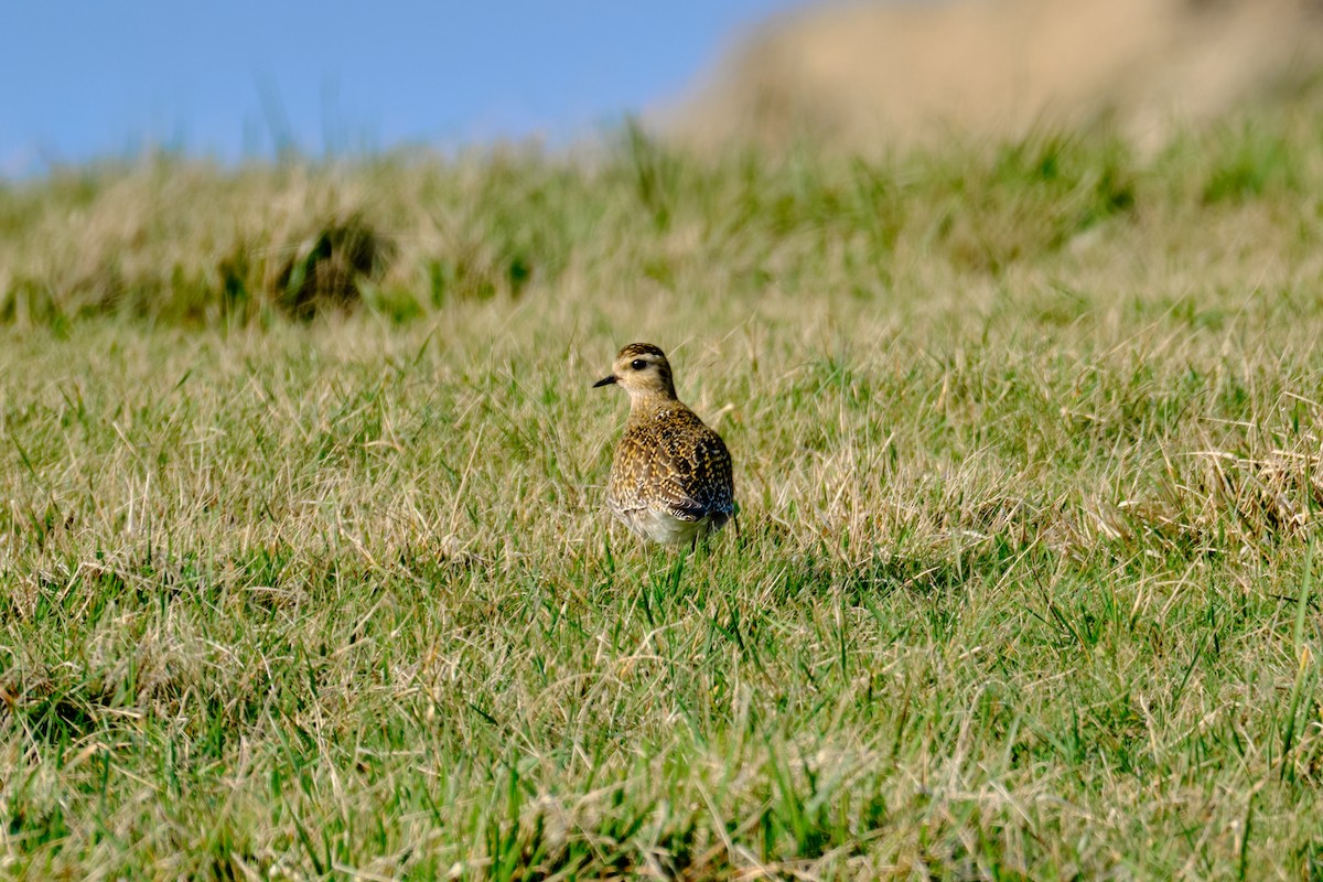 European Golden-Plover - Bernardo Montoya