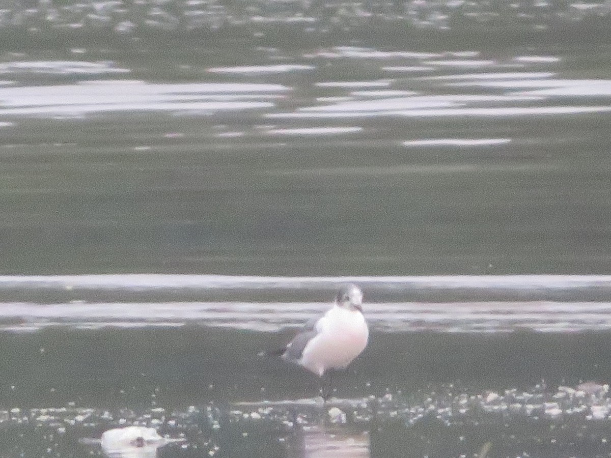 Franklin's Gull - ML614492062