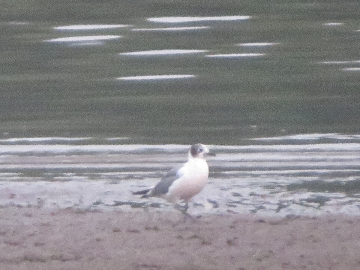 Franklin's Gull - Alexis Lamek