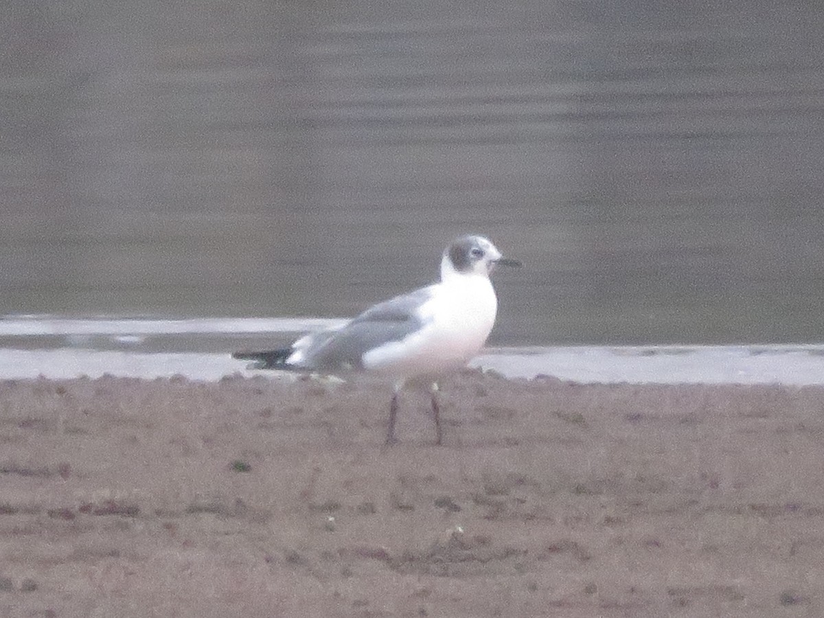 Franklin's Gull - Alexis Lamek