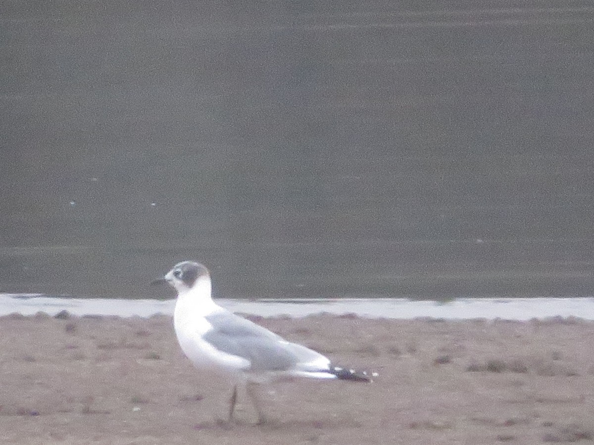 Franklin's Gull - ML614492105