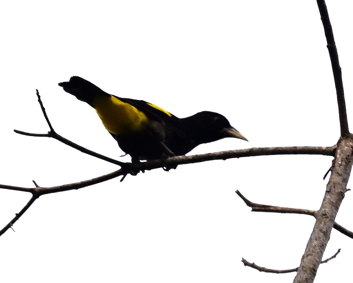 Yellow-rumped Cacique (Amazonian) - ML614492114