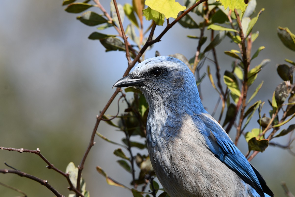 Florida Scrub-Jay - ML614492131