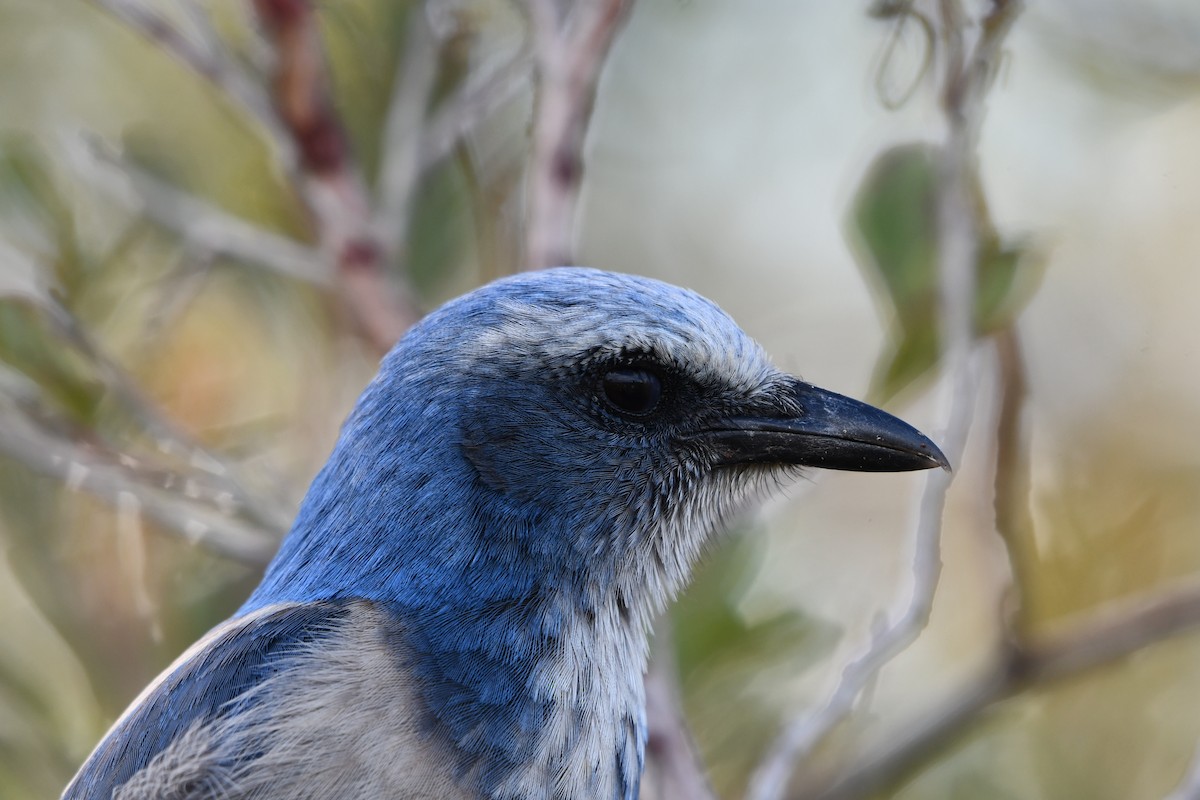 Florida Scrub-Jay - ML614492136