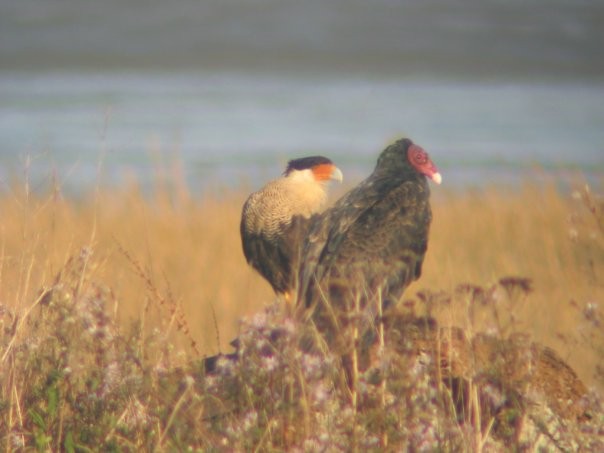 Crested Caracara (Northern) - ML614492154