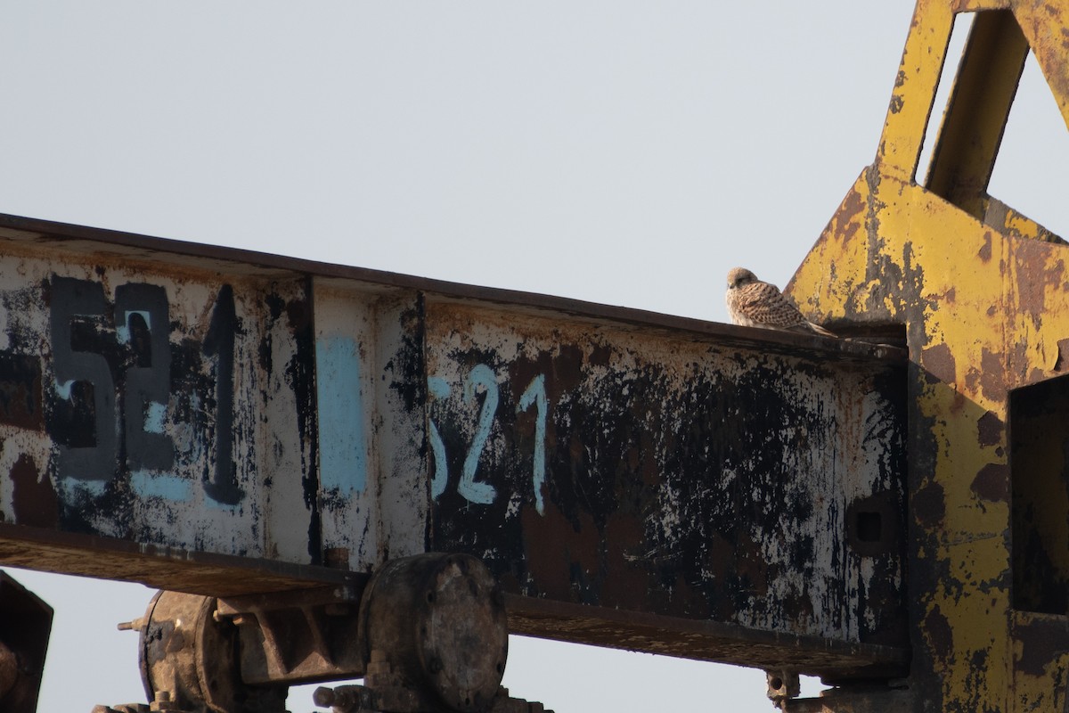 Eurasian Kestrel - ML614492164
