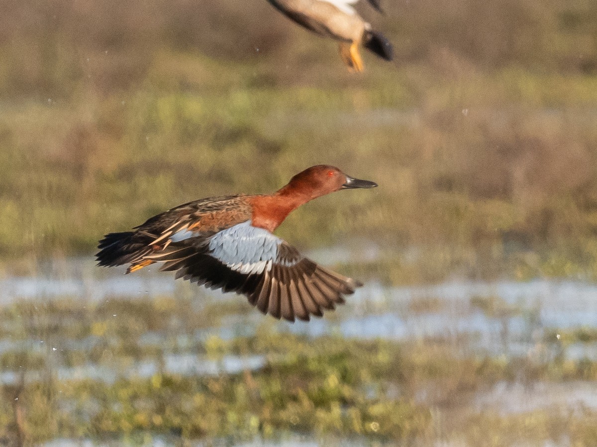 Cinnamon Teal - ML614492169