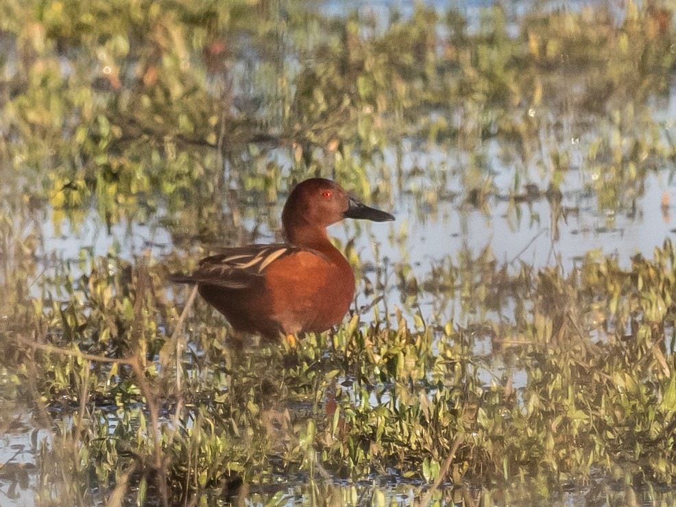 Cinnamon Teal - Bob Friedrichs