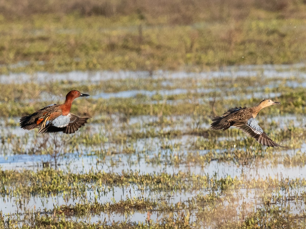 Cinnamon Teal - ML614492171