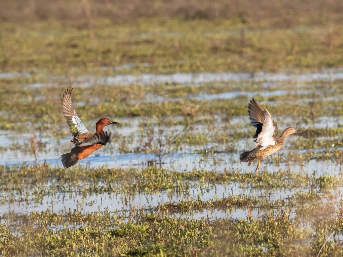 Cinnamon Teal - Bob Friedrichs