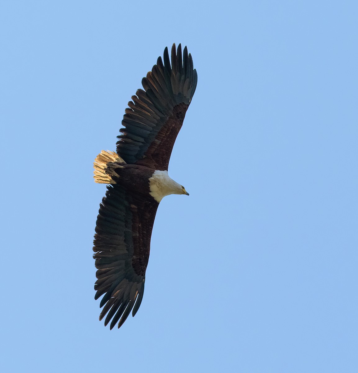 African Fish-Eagle - ML614492180