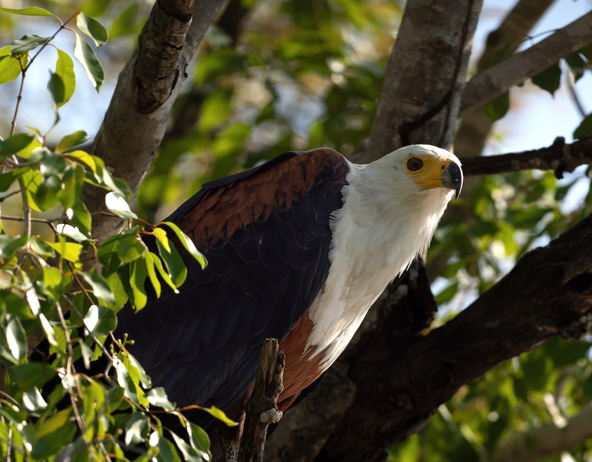 African Fish-Eagle - ML614492182