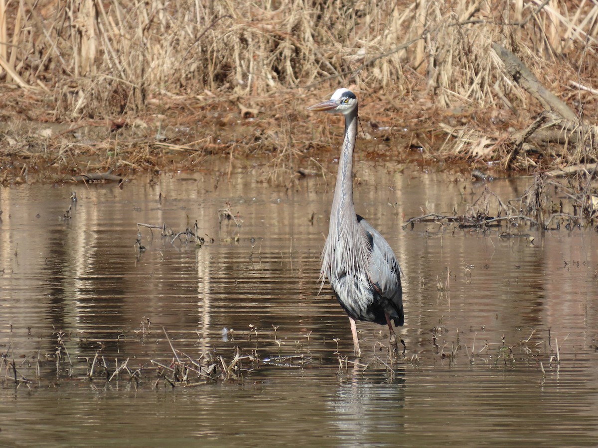 Great Blue Heron - Joe Kellerhals