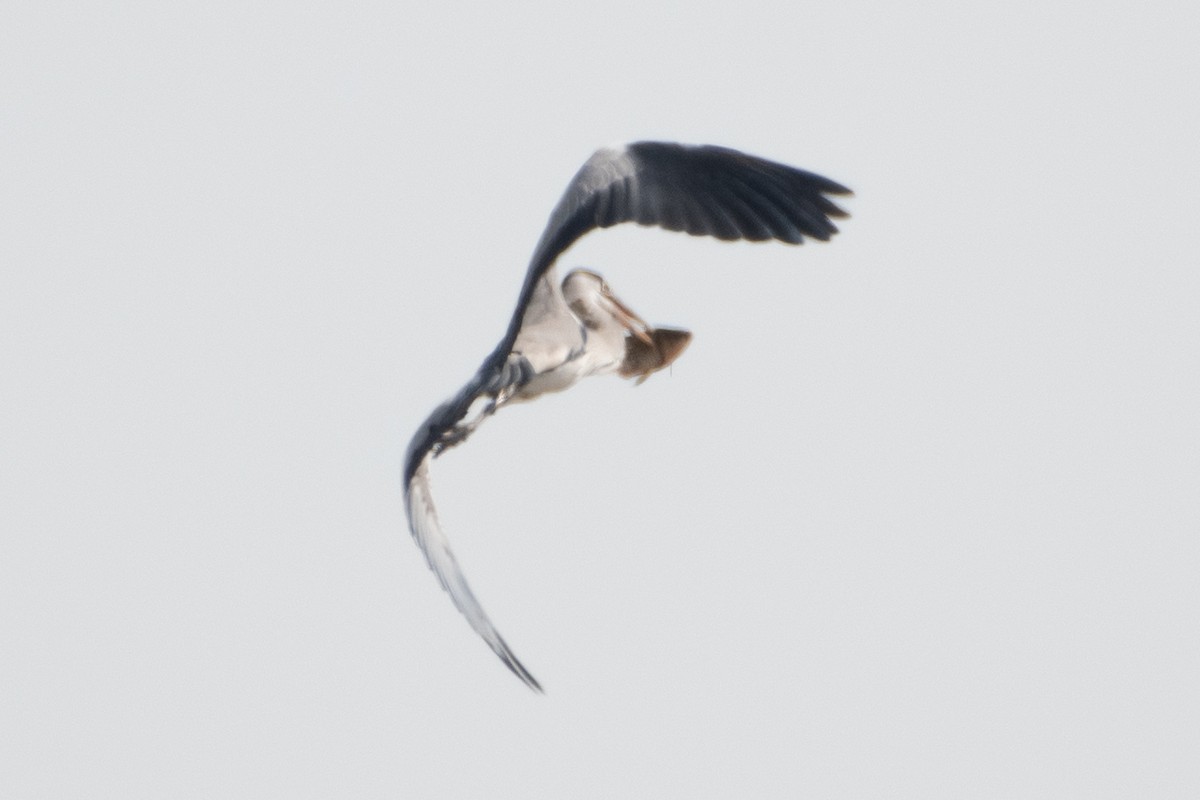 Gray Heron (Gray) - ML614492265