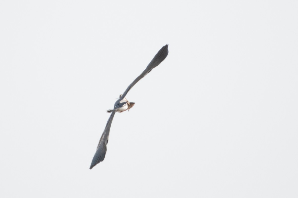 Gray Heron (Gray) - ML614492271