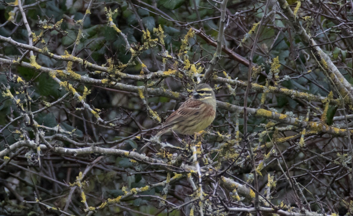 Cirl Bunting - 🕊️ Newton st Loe Birding 🕊️