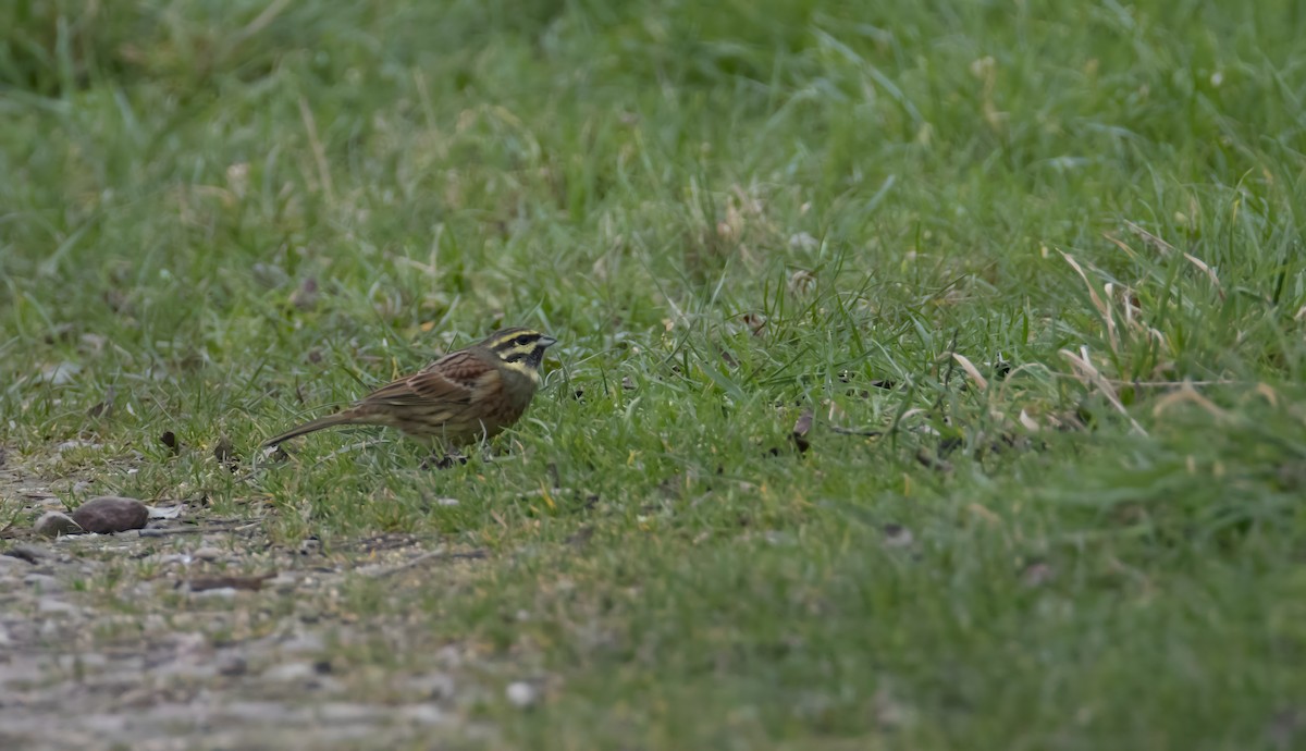 Cirl Bunting - 🕊️ Newton st Loe Birding 🕊️