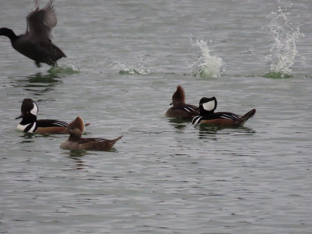 Hooded Merganser - ML614492284