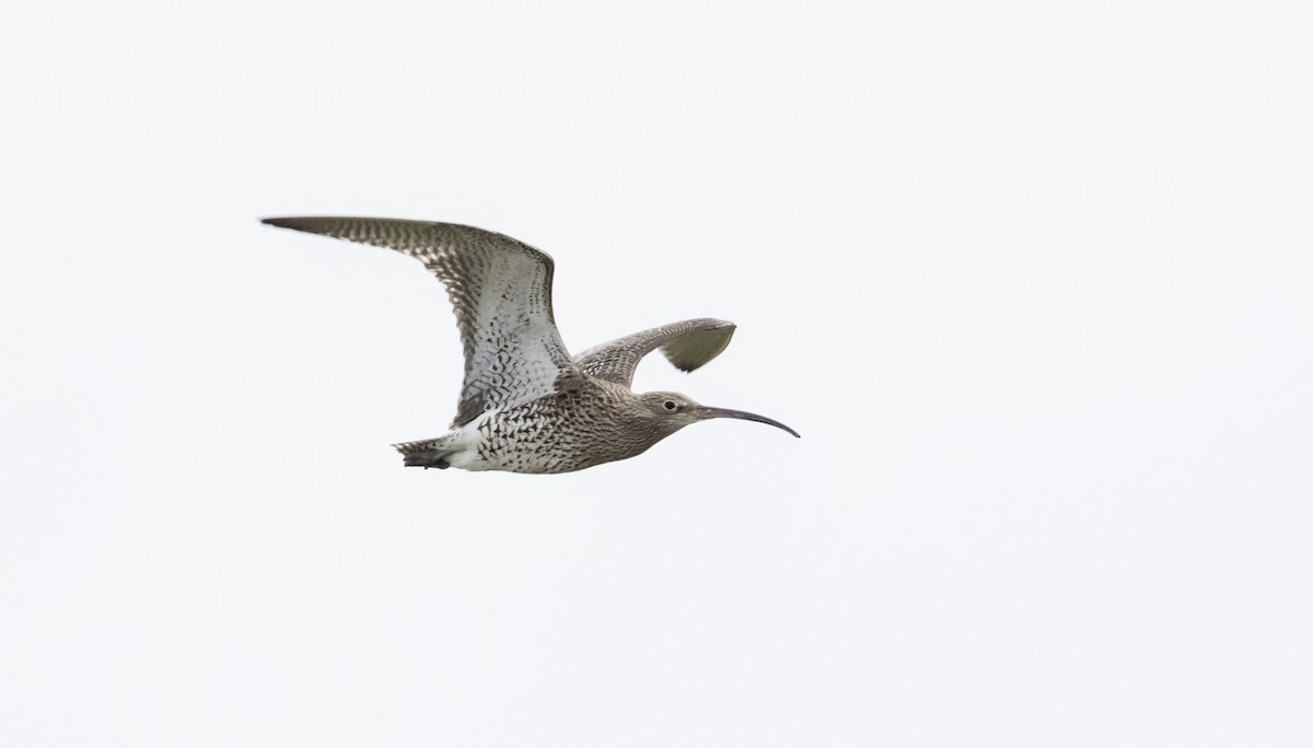 Eurasian Curlew - 🕊️ Newton st Loe Birding 🕊️