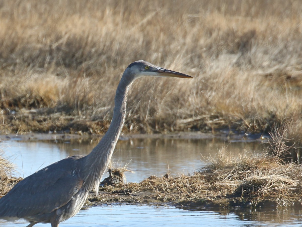 Great Blue Heron - ML614492334