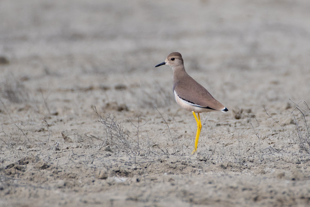 White-tailed Lapwing - ML614492347