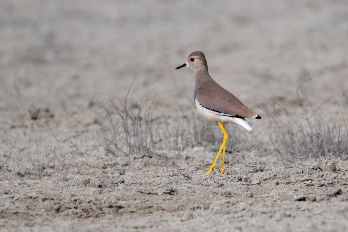 White-tailed Lapwing - ML614492348