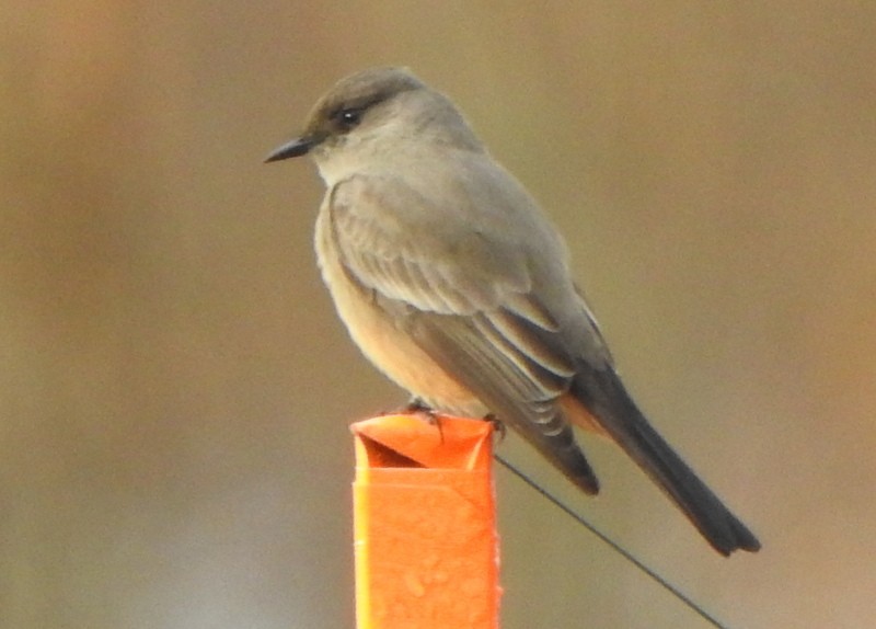 Say's Phoebe - ML614492385