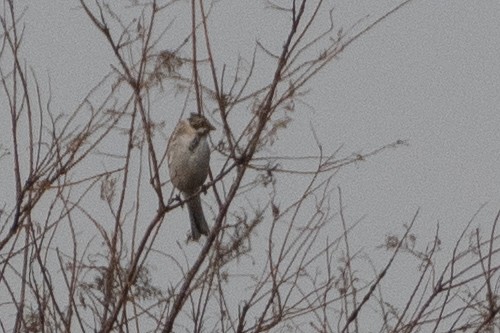 Reed Bunting - ML614492428