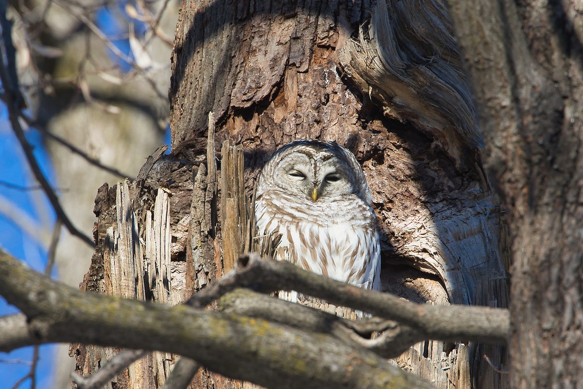 Barred Owl - ML614492468