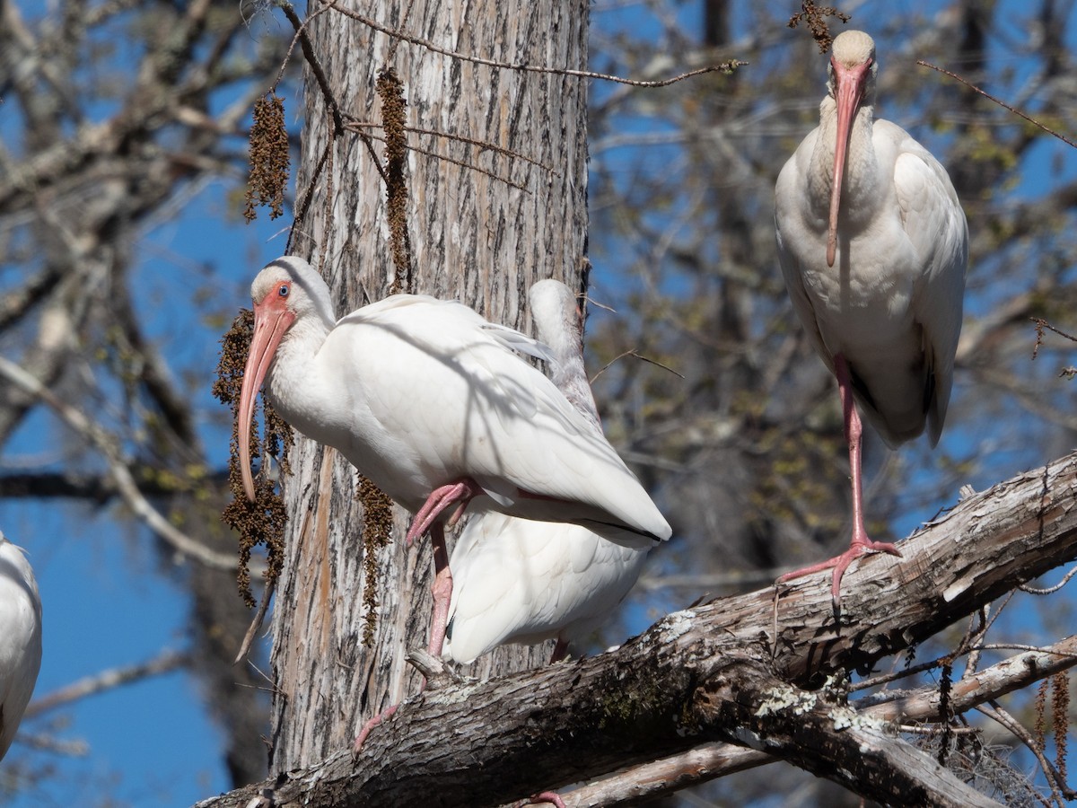 White Ibis - Richard Kaskan