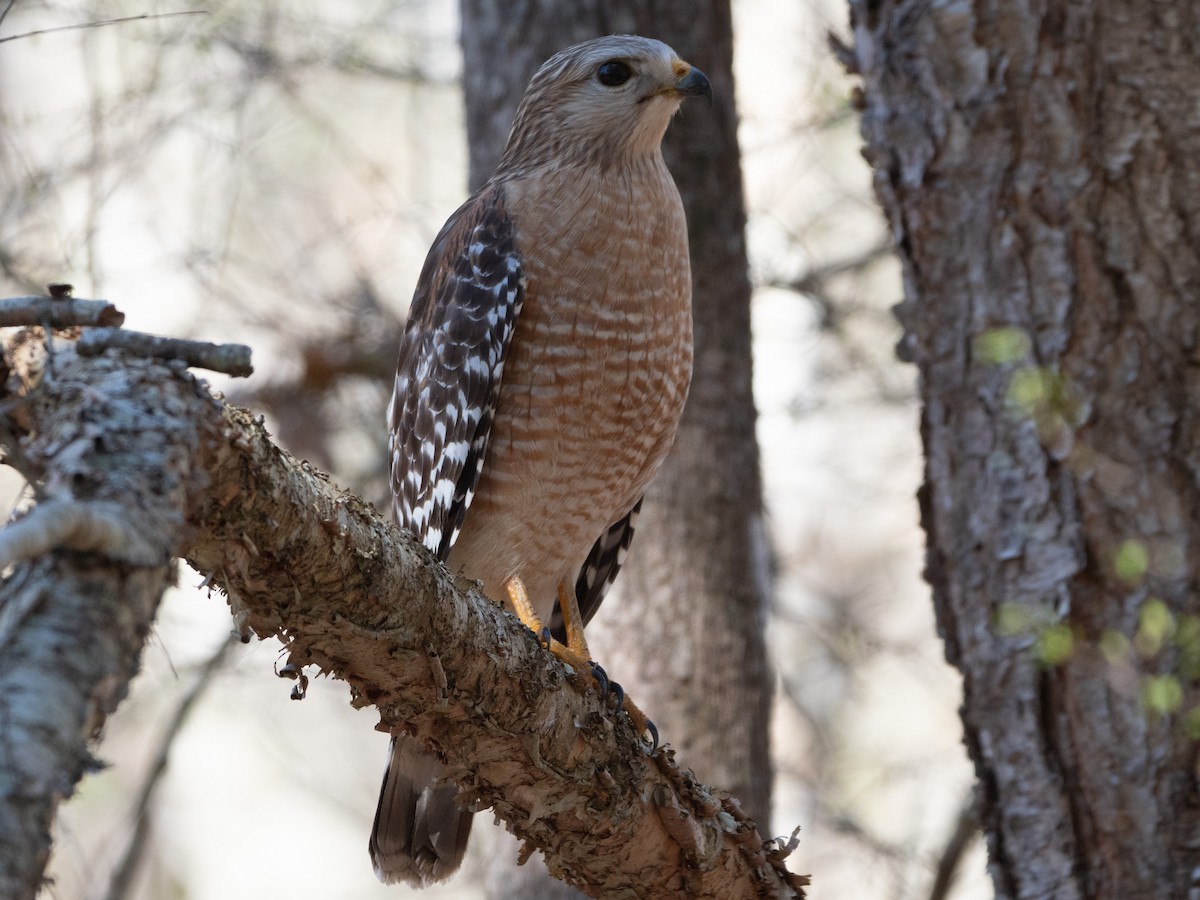 Red-shouldered Hawk - Richard Kaskan