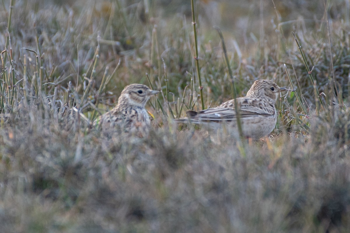 Eurasian Skylark - Grigory Evtukh