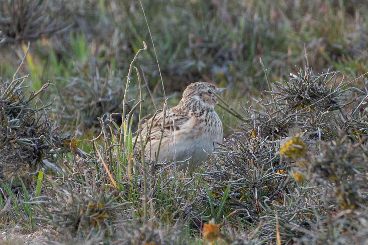 Eurasian Skylark - Grigory Evtukh