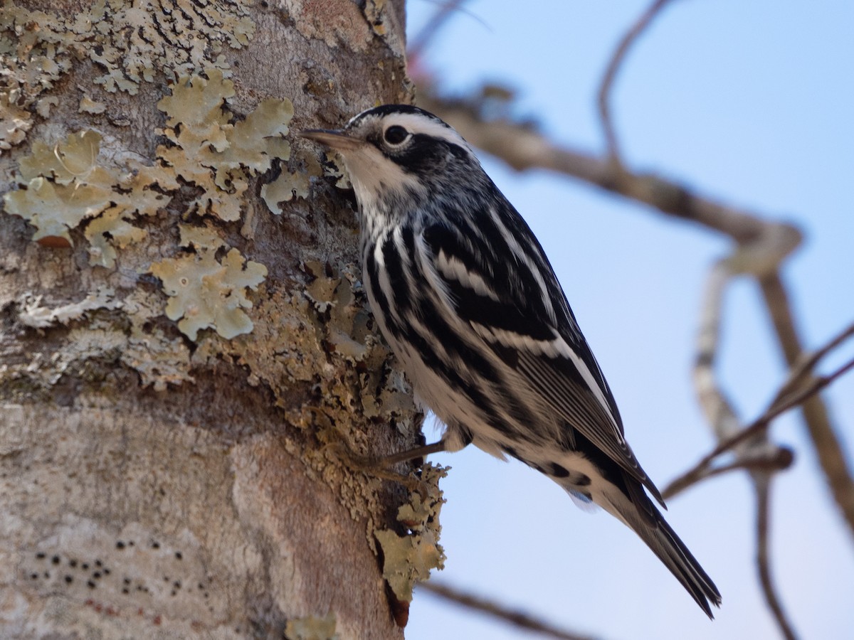 Black-and-white Warbler - Richard Kaskan