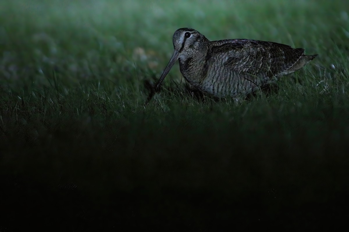 Eurasian Woodcock - ML614492539