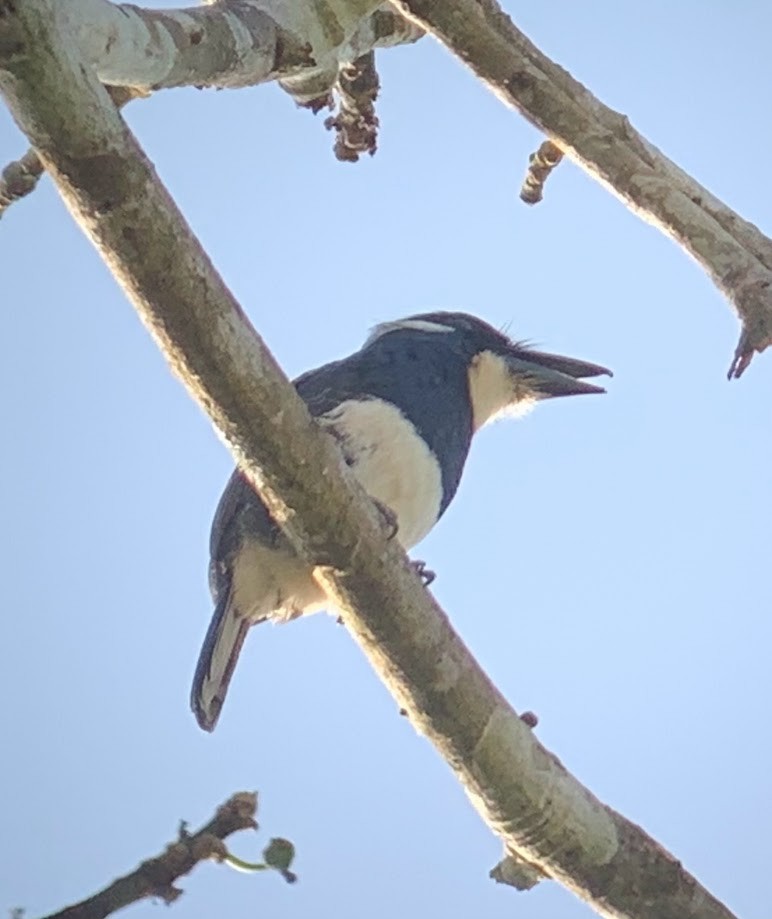 Black-breasted Puffbird - ML614492564