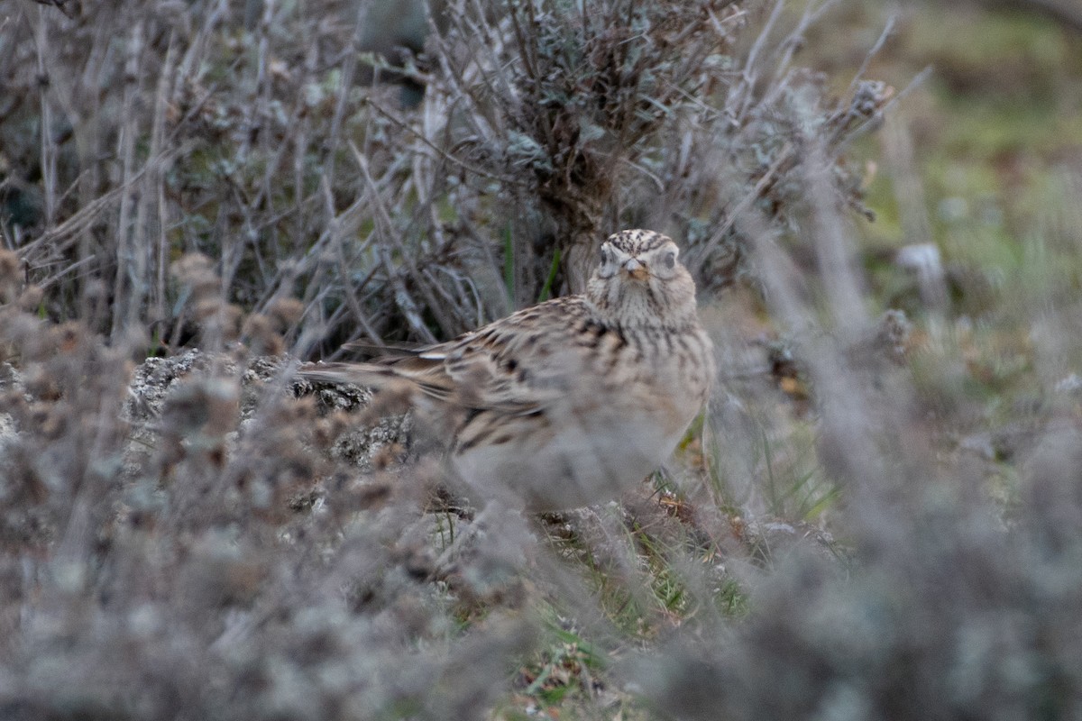 Eurasian Skylark - Grigory Evtukh