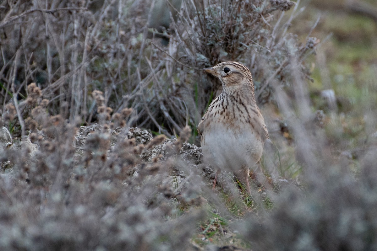 Eurasian Skylark - Grigory Evtukh