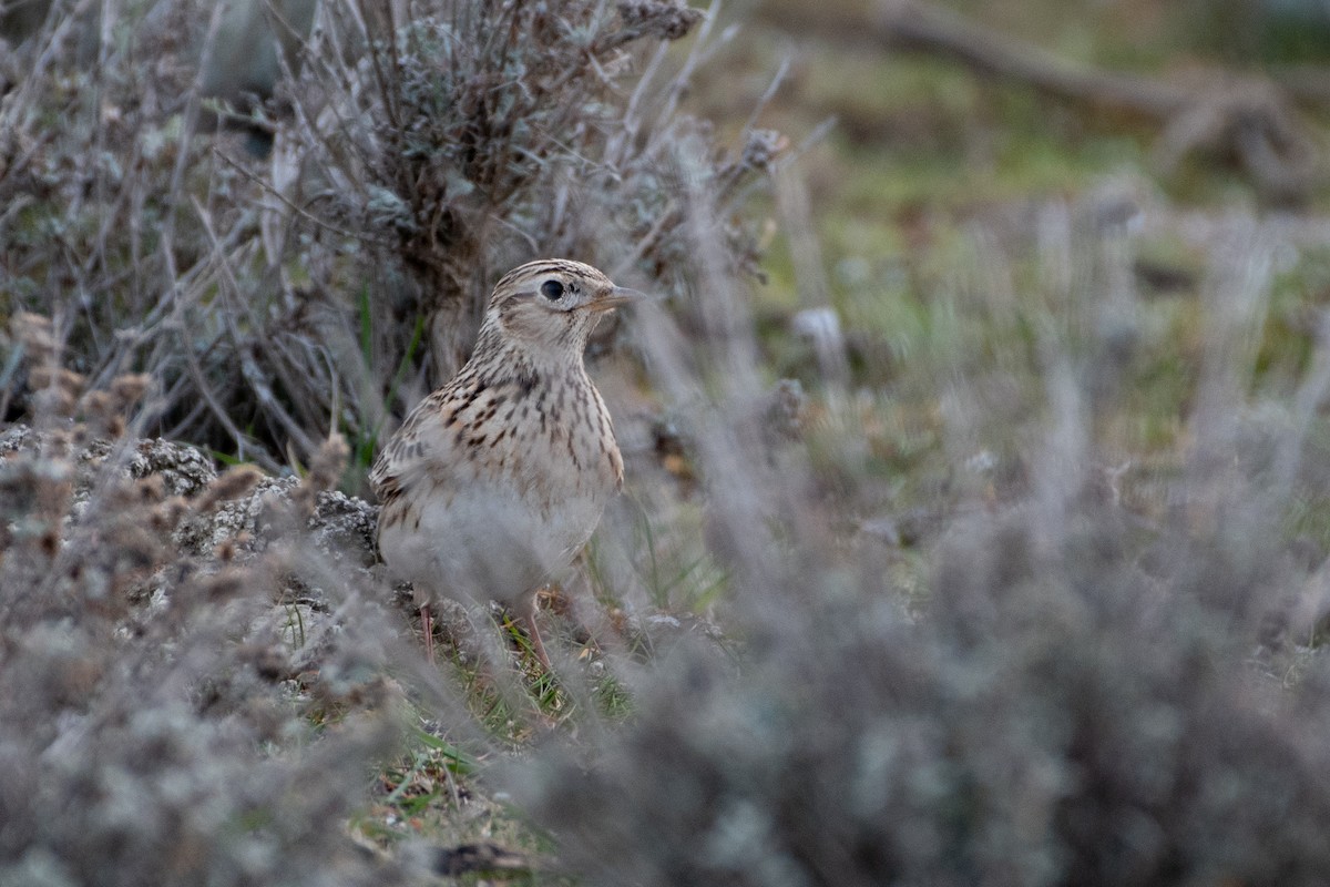 Eurasian Skylark - Grigory Evtukh